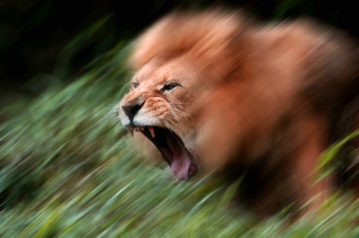 Lion attacks woman through open car window