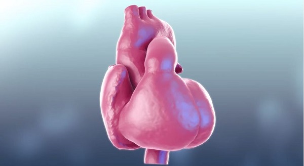 How does our heart operate? Fabulous video