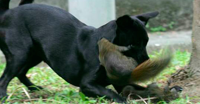 Squirrel attacks a dog