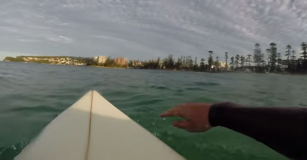 Great White Shark Circles Around Surfer (dangerous video)