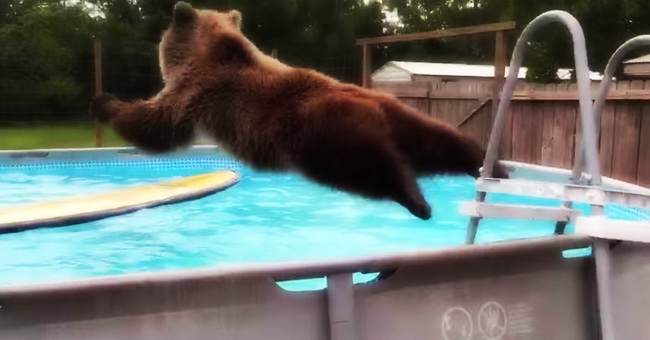 Bear has found the pool