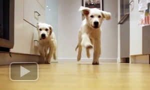 The owner has shot puppies for 9 months as they run to dinner
