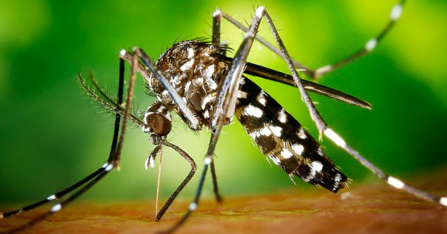 10 home-made anti-itch remedies for mosquito bites