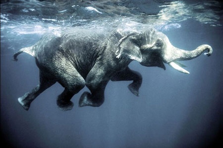 An elephant swims in the pool