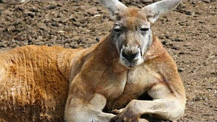 Kangaroo-strongman demonstrates biceps and bends metal buckets