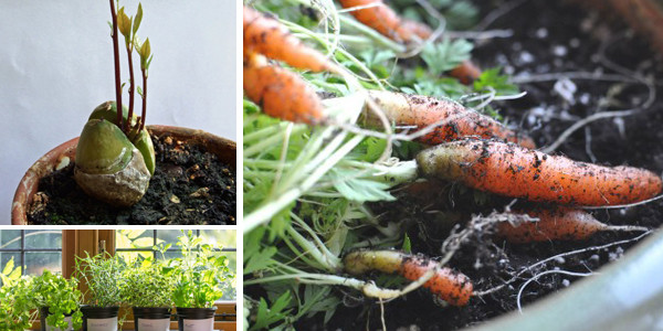 20 Easy, Cheap Foods Anyone Can Grow At Home