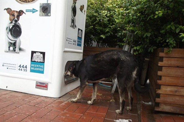 Great idea: The machine that feeds stray animals