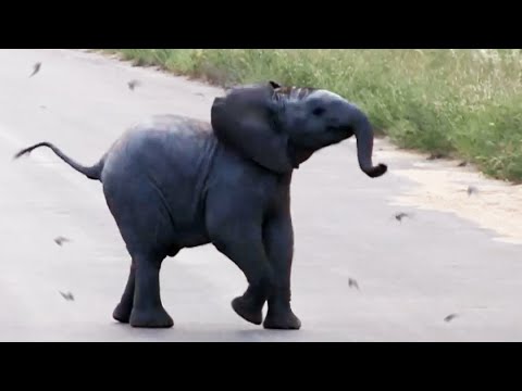Baby Elephant Calf vs Birds