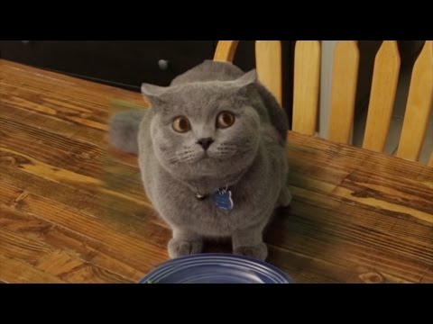 Cat who hates vegetables (funny video)