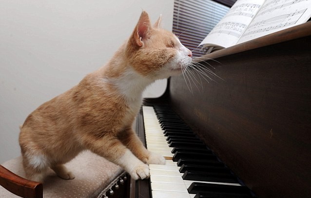 Stevie Wonder – The Blind Piano Playing Cat