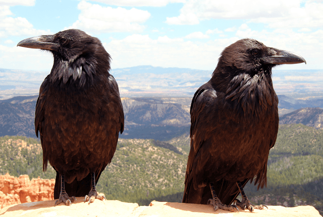 Mysterious old European culture: The riddle of Odin’s ravens