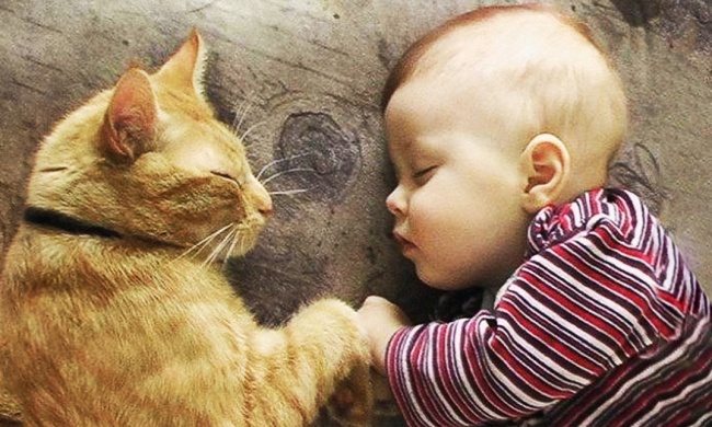20 touching moments when cats revealed their kind hearts