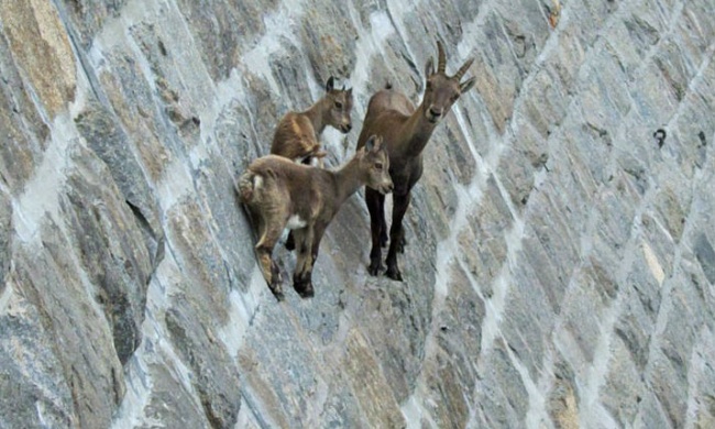 22 crazy photos showing that mountain goats are ridiculously brave