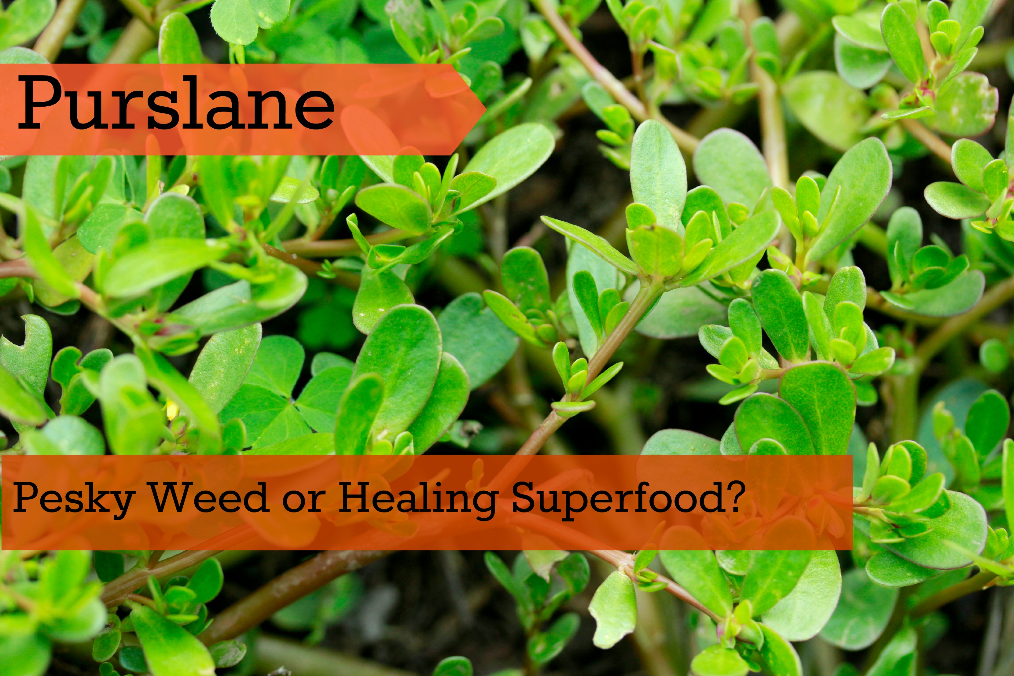 Check The Most Unrecognized Health-Boosting Plant! Nature Treasure So Close To You!