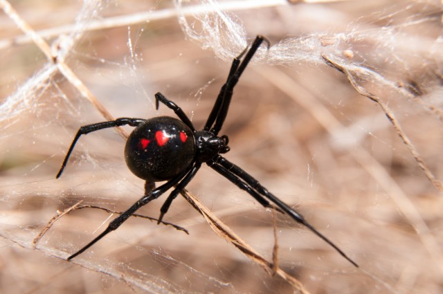 Spiders Identified By DNA Extracted From Their Web