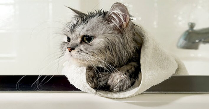 How To Bathe Your Cat Without Getting Mauled. This Is Gold!