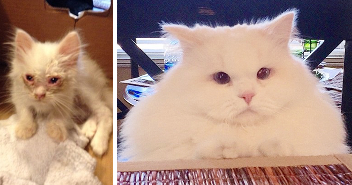 This kitty turned into a huge ball of fur after it was rescued