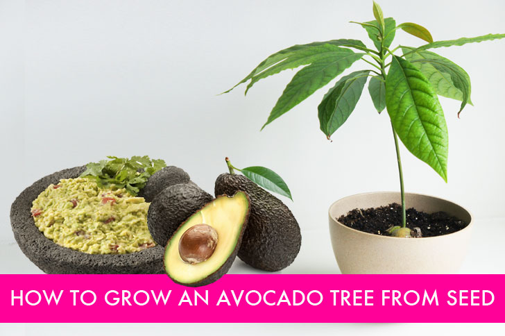 HOW TO: Grow an Avocado Tree from an Avocado Pit