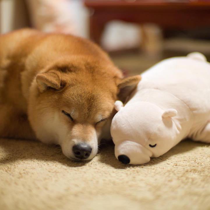 Adorable Shiba Inu Always Naps In The Same Position As Favorite Stuffed Toy