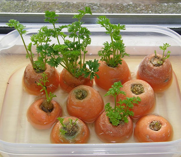 8 Vegetables You Can Buy Once, Then Regrow Forever