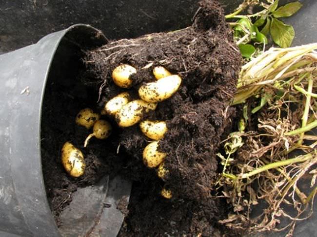 Growing Potatoes in Containers. How to Grow Potatoes in Pots