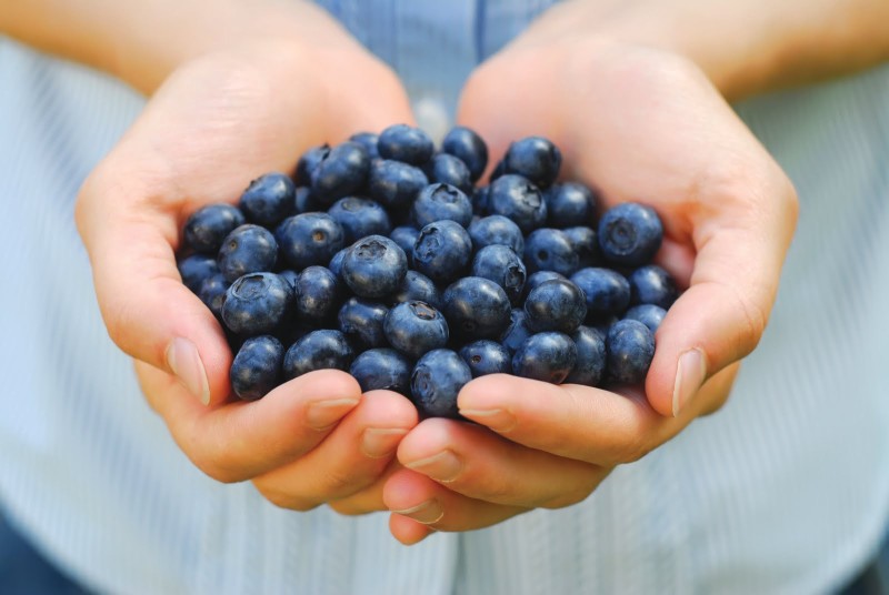 “Superfruit” Blueberries Help Prevent Alzheimer’s Disease, Scientists Reveal