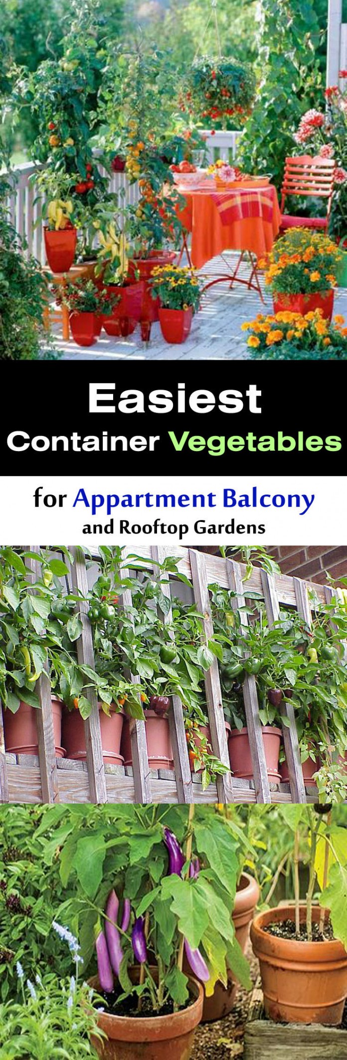 easiest-container-pot-vegetables-for-appartment-balcony-696x2122[1]