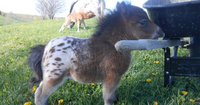 15 real mini-horses that are way cuter than any toys