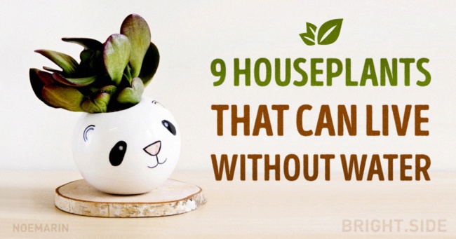 Nine amazing houseplants that can live without water