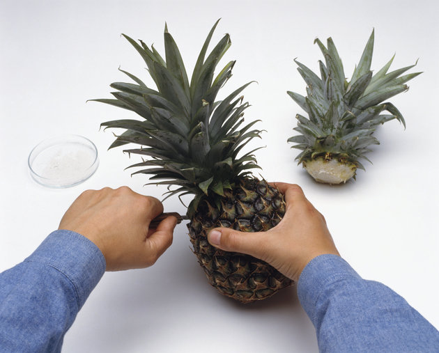 Growing Your Own Pineapple Is WAY Easier Than You’d Think
