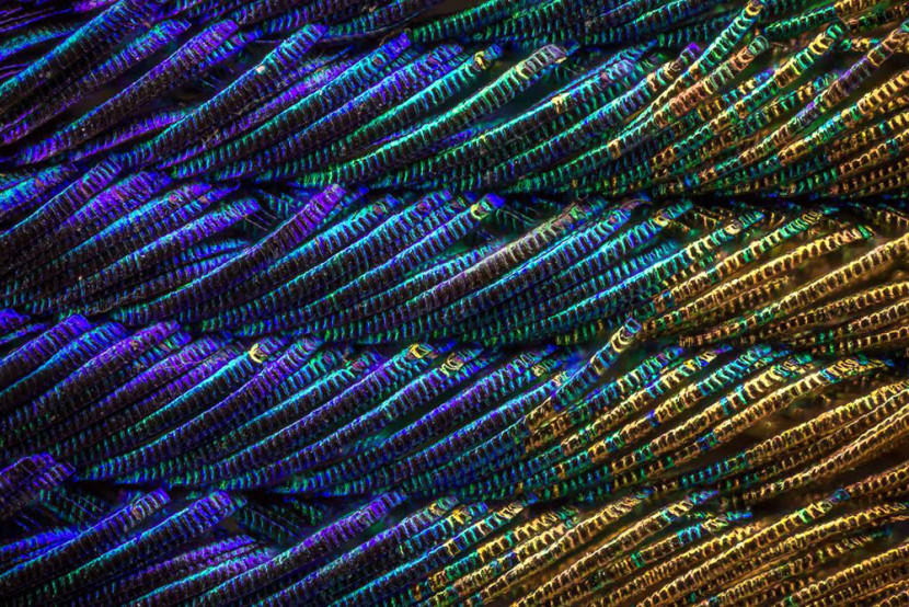What peacock feathers look like under a microscope