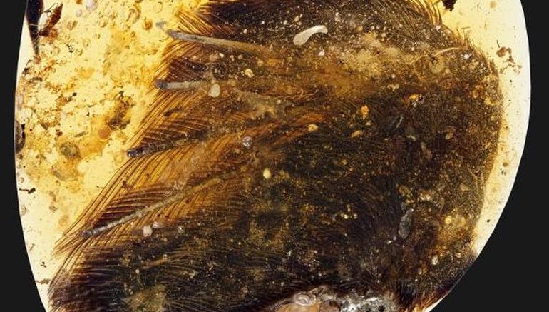 Dinosaur bird wings with feather found preserved in amber – and they are 99 million years old!