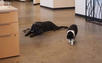 A Cat Named D-O-G Trains Pups to Be Service Dogs