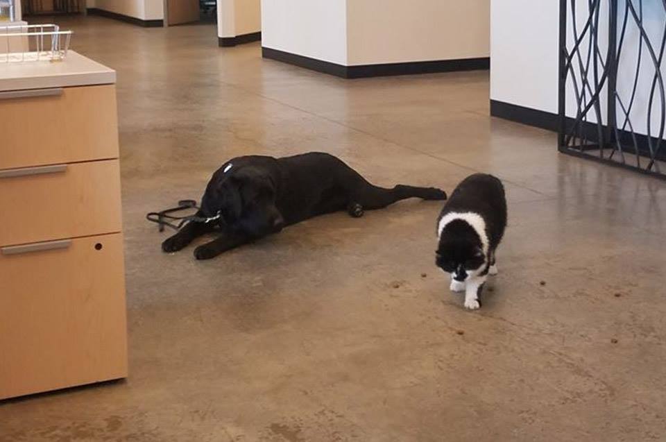 A Cat Named D-O-G Trains Pups to Be Service Dogs
