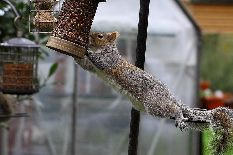 These Angry Squirrels Can Teach Us a Lot About Perseverance (Video)