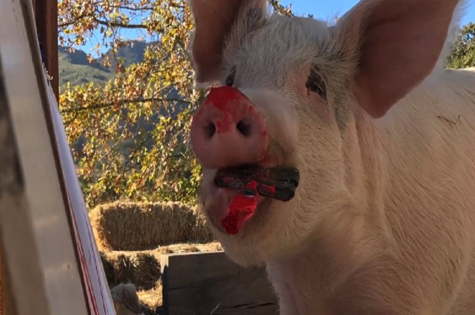 Pigcasso at work helps farm animals
