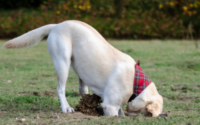 Dogs Dig Up Some of the Strangest Things (Images)