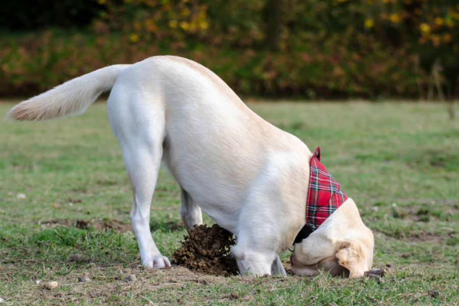 Dogs Dig Up Some of the Strangest Things (Images)