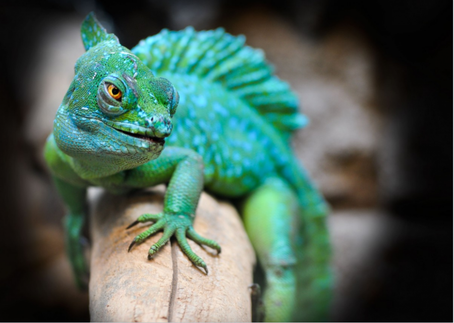 What's the West's latest big weapon? chameleon photograph lizards to spy on nuclear plant