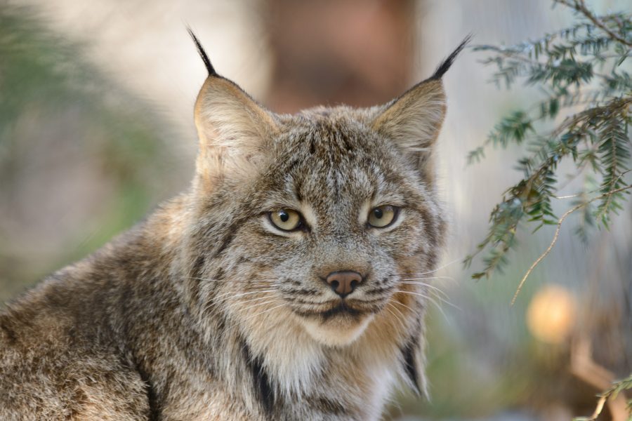 According to the U.S. Fish and Wildlife Service, the Canada Lynx is no longer under threat of extinction in the lower forty eight. Canada lynx pictured in spring