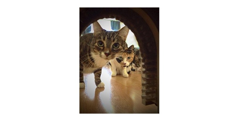 Product photo: Cat Door - Cathole Interior Pet Door