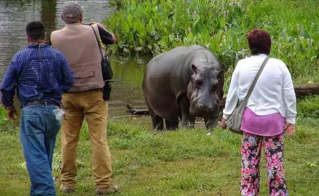 Errant Hippo Found in Mexico: No One Knows Where He Came From