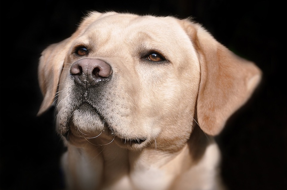 Labrador Retrievers are Still #1, But they Have Some Pretty Surprising Competition